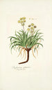 Bupleurum petraeum - Nikolaus Joseph Freiherr von Jacquin — Ansicht des Kunstwerks