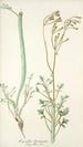 Cacalia laciniata - Nikolaus Joseph Freiherr von Jacquin — Ansicht des Kunstwerks