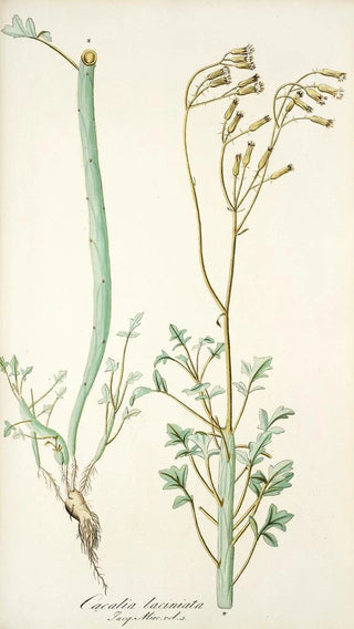 Nikolaus Joseph Freiherr von Jacquin - Cacalia laciniata.webp