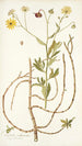 Calendula arborescens - Nikolaus Joseph Freiherr von Jacquin — Ansicht des Kunstwerks