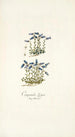 Campanula zoysii - Nikolaus Joseph Freiherr von Jacquin — Ansicht des Kunstwerks