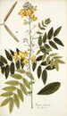 Cassia chinensis - Nikolaus Joseph Freiherr von Jacquin — Ansicht des Kunstwerks
