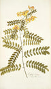 Cassia crista - Nikolaus Joseph Freiherr von Jacquin — Ansicht des Kunstwerks
