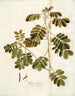 Cassia sensibles - Nikolaus Joseph Freiherr von Jacquin — Ansicht des Kunstwerks