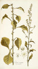 Celosia virgata - Nikolaus Joseph Freiherr von Jacquin — Ansicht des Kunstwerks