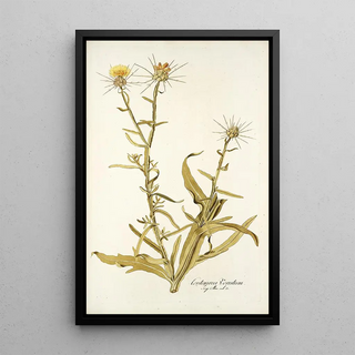 Nikolaus Joseph Freiherr von Jacquin - Centaurea verutum.webp