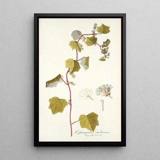 Nikolaus Joseph Freiherr von Jacquin - Cissampelos smilacina.webp