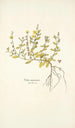 Cistus canariensis - Nikolaus Joseph Freiherr von Jacquin — Ansicht des Kunstwerks