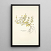 Cistus canariensis - Nikolaus Joseph Freiherr von Jacquin — gerahmtes Bild an der Wand