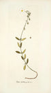 Cistus foetidus - Nikolaus Joseph Freiherr von Jacquin — Ansicht des Kunstwerks