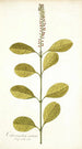 Citharexylum erectum - Nikolaus Joseph Freiherr von Jacquin — Ansicht des Kunstwerks