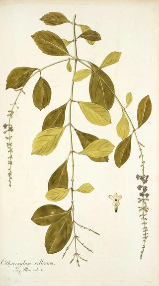 Nikolaus Joseph Freiherr von Jacquin - Citharexylum villosum.webp