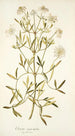 Clematis angustifolia - Nikolaus Joseph Freiherr von Jacquin — Ansicht des Kunstwerks