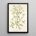 Clematis angustifolia - Nikolaus Joseph Freiherr von Jacquin — gerahmtes Bild an der Wand