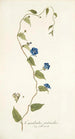 Convolvulus pentanthus - Nikolaus Joseph Freiherr von Jacquin — Ansicht des Kunstwerks