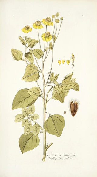 Nikolaus Joseph Freiherr von Jacquin - Coreopsis limensis.webp