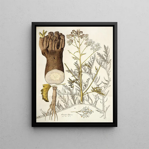 Nikolaus Joseph Freiherr von Jacquin - Crambe tataria.webp