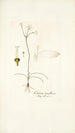 Crinum tenellum - Nikolaus Joseph Freiherr von Jacquin — Ansicht des Kunstwerks