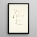 Crinum tenellum - Nikolaus Joseph Freiherr von Jacquin — gerahmtes Bild an der Wand