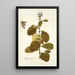 Crotalaria coerulea - Nikolaus Joseph Freiherr von Jacquin — gerahmtes Bild an der Wand