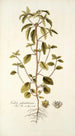Croton glandulosum - Nikolaus Joseph Freiherr von Jacquin — Ansicht des Kunstwerks