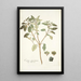 Croton punctatum - Nikolaus Joseph Freiherr von Jacquin — gerahmtes Bild an der Wand
