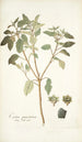 Croton punctatum - Nikolaus Joseph Freiherr von Jacquin — Ansicht des Kunstwerks