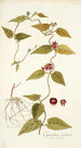 Cynanchum carolinense - Nikolaus Joseph Freiherr von Jacquin — Ansicht des Kunstwerks