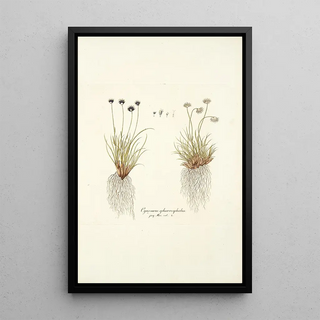 Nikolaus Joseph Freiherr von Jacquin - Cynosurus sphaerocephalus.webp