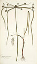 Cyperus viscosus - Nikolaus Joseph Freiherr von Jacquin — Ansicht des Kunstwerks
