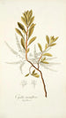 Cyrilla racemiflora - Nikolaus Joseph Freiherr von Jacquin — Ansicht des Kunstwerks
