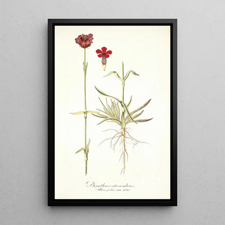 Nikolaus Joseph Freiherr von Jacquin - Dianthus atrorubens.webp