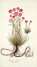 Dianthus sylvestris - Nikolaus Joseph Freiherr von Jacquin — Ansicht des Kunstwerks