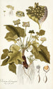 Dorstenia contrajerva - Nikolaus Joseph Freiherr von Jacquin — Ansicht des Kunstwerks