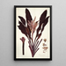 Dracaena terminalis - Nikolaus Joseph Freiherr von Jacquin — gerahmtes Bild an der Wand
