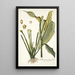 Dracontium lanceaefolium - Nikolaus Joseph Freiherr von Jacquin — gerahmtes Bild an der Wand