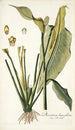 Dracontium lanceaefolium - Nikolaus Joseph Freiherr von Jacquin — Ansicht des Kunstwerks