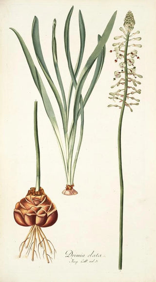 Nikolaus Joseph Freiherr von Jacquin - Drimia elata.webp