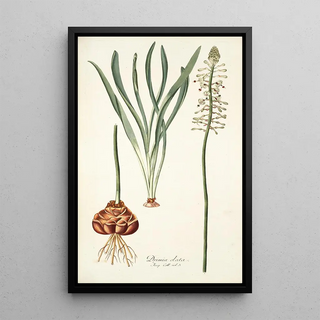 Nikolaus Joseph Freiherr von Jacquin - Drimia elata.webp