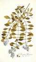 Duranta plumieri - Nikolaus Joseph Freiherr von Jacquin — Ansicht des Kunstwerks
