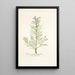 Echium glaucophyllum - Nikolaus Joseph Freiherr von Jacquin — gerahmtes Bild an der Wand