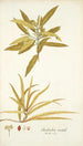Elaeodendron orientale - Nikolaus Joseph Freiherr von Jacquin — Ansicht des Kunstwerks