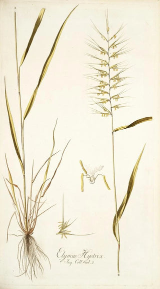 Nikolaus Joseph Freiherr von Jacquin - Elymus hystrix.webp