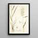Elymus hystrix - Nikolaus Joseph Freiherr von Jacquin — gerahmtes Bild an der Wand