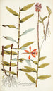 Epidendrum elongatum - Nikolaus Joseph Freiherr von Jacquin — Ansicht des Kunstwerks