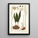 Eriospermum lanceaefolium - Nikolaus Joseph Freiherr von Jacquin — gerahmtes Bild an der Wand
