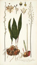 Eriospermum lanceaefolium - Nikolaus Joseph Freiherr von Jacquin — Ansicht des Kunstwerks