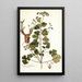Erodium trilobatum - Nikolaus Joseph Freiherr von Jacquin — gerahmtes Bild an der Wand