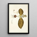 Eucomis bifolia - Nikolaus Joseph Freiherr von Jacquin — gerahmtes Bild an der Wand