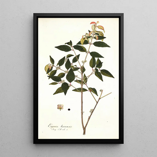 Nikolaus Joseph Freiherr von Jacquin - Eugenia baruensis.webp